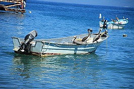 船,招標(biāo),鵜鶘