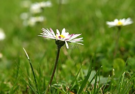 雛菊,開花,花