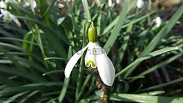 斯諾德羅普,開花,花
