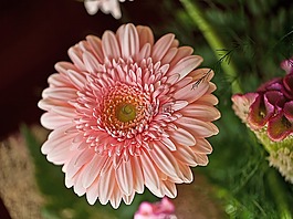 扶郎,鮮花,切花