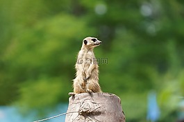 獴,手表,守衛