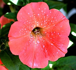花,開花,矮牽牛