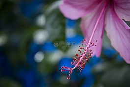 花,花園,花的