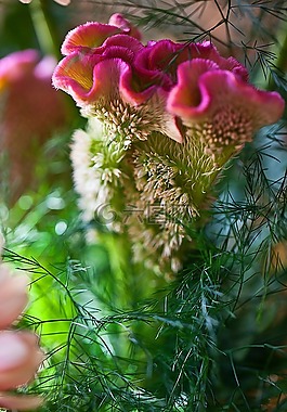 波浪 celozja,花卉園,切花