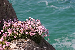 花,海洋,石