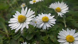 雛菊,性質(zhì),廠