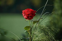 玫瑰,紅色,花束