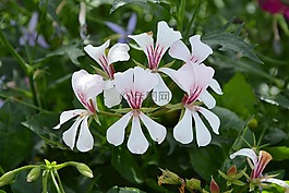 白色的花,綠色樹葉,大自然公園