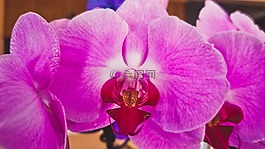 蘭花,花,春