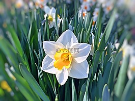 喇叭花,花,春