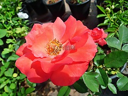 紅色,玫瑰,花