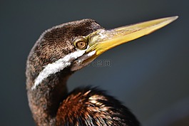 鳥,棕色,野生動物