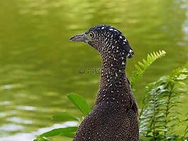 夜鷺,水鳥,注視