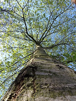 樹(shù),部落,綠色