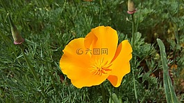 花,黃色,野生花卉