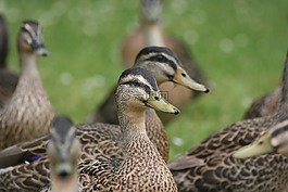 鴨子,鳥,野生動(dòng)物