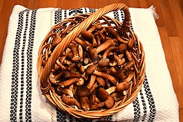 菌類(lèi),森林,野生