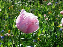 花多,罌粟,鮮花