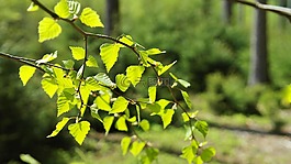 森林,樹木,性質(zhì)