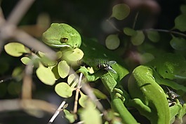 蜥蜴,昆蟲,爬行動物