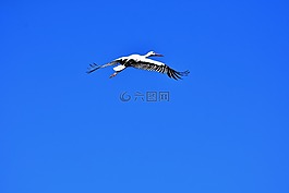 鸛,飛,翼