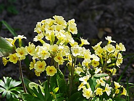 考斯普,春天的跡象,鮮花