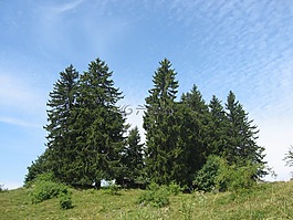 冷杉,天空,樹