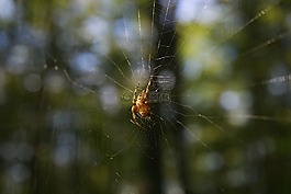 蜘蛛,森林,蜘蛛網(wǎng)