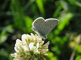蝴蝶,蛾,昆蟲