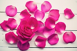 玫瑰花瓣,玫瑰,花