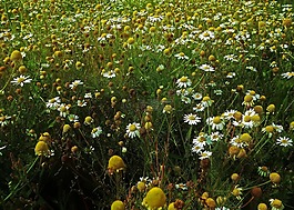 洋甘菊,開花,花