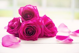 玫瑰,花瓣,鮮花