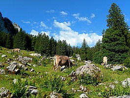 奶牛,山世界,高山