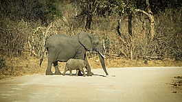 納米比亞,野生動物,非洲