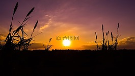 太陽,日落,蘆葦