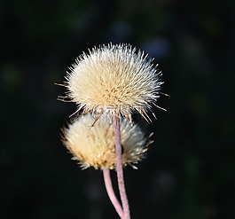 野花,夏季,字段