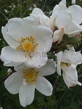 初夏,鮮花,白