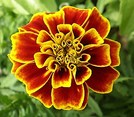 花,万寿菊,野花