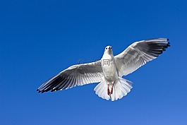 海鸥,飞行,鸟
