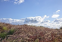 風(fēng),草,廠