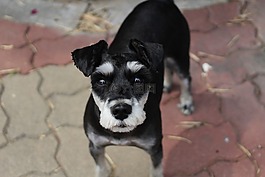 schnauzer,狗,黑