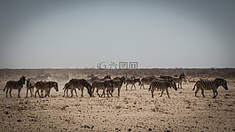 納米比亞,野生動物,非洲