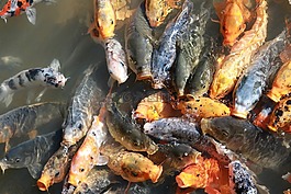 錦鯉,魚,池