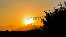 太陽,日落,蘆葦