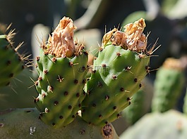花椒梨,植物,仙人掌