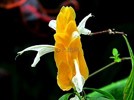 花,盛開,開花