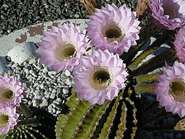 花,開(kāi)花,仙人掌花