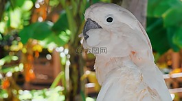 鳥,自然,動物