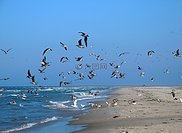 海鷗,海灘,海