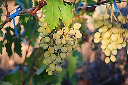葡萄,成熟,甜